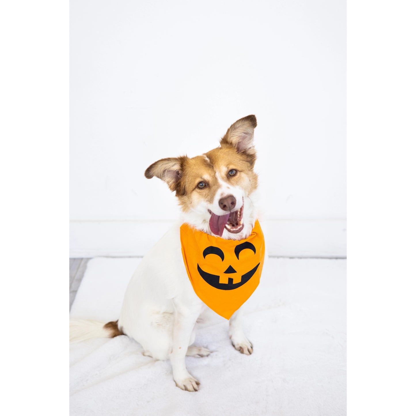 Pumpkin Dog Bandana